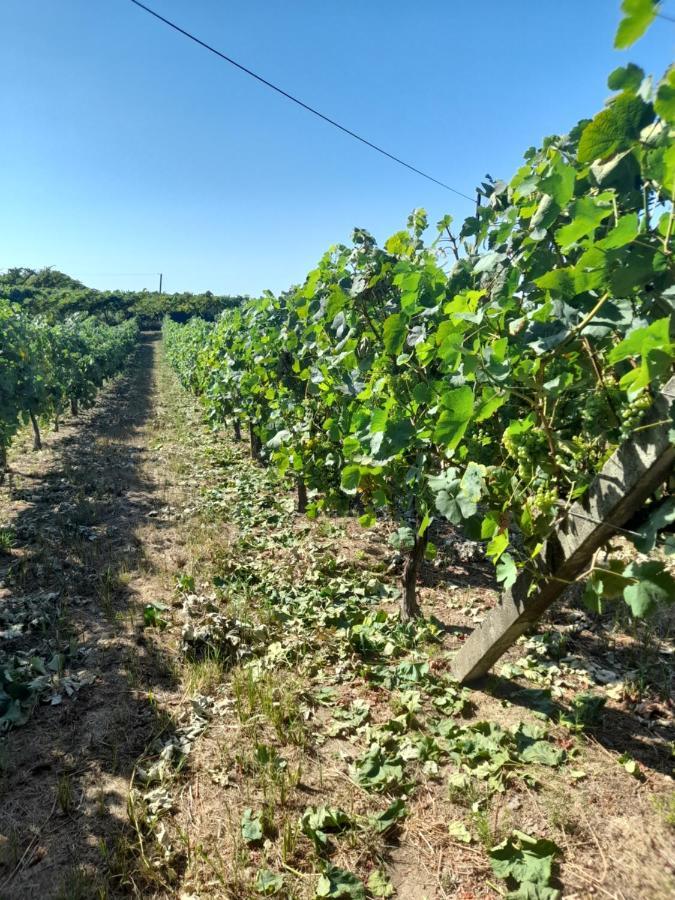 Вилла Quinta Do Silva Селорику-ди-Башту Экстерьер фото